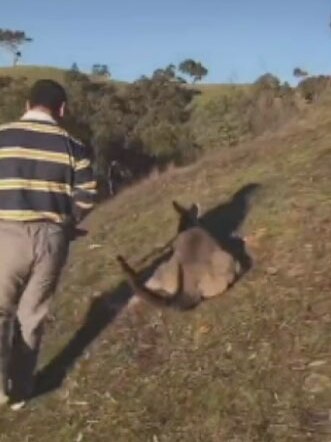 A man allegedly about to attack an injured kangaroo.