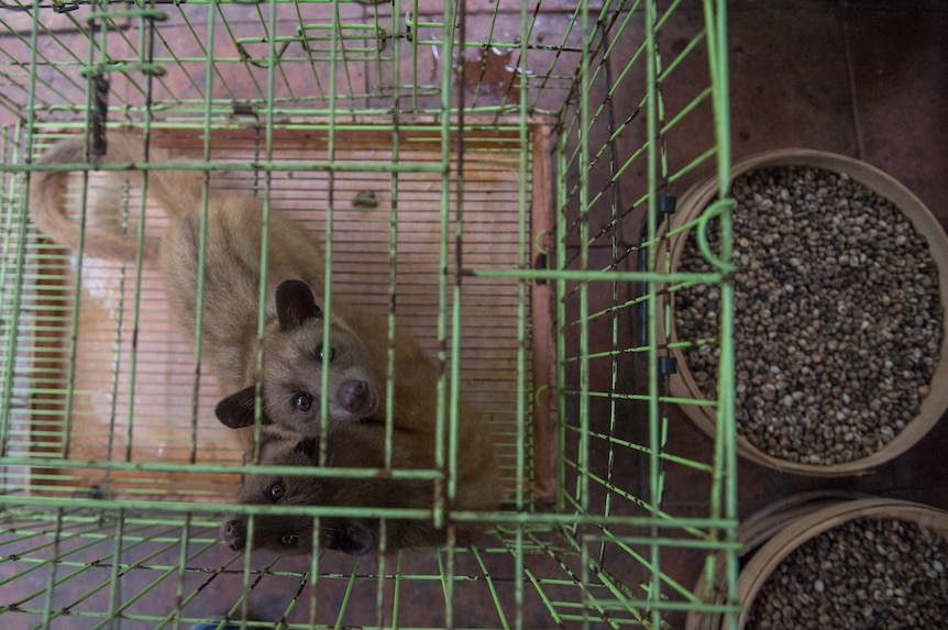 Civets in a small barren cage