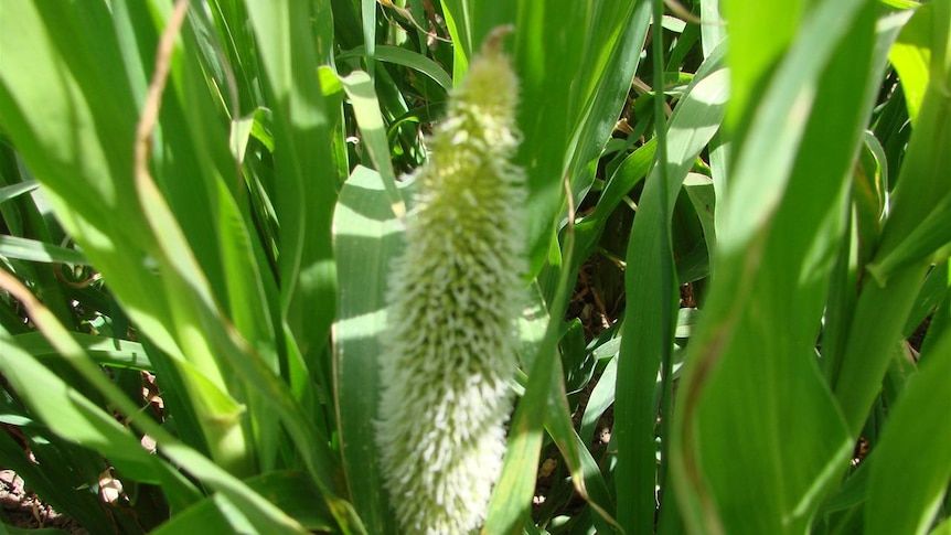 Pearl millet is one variety that's already been trialled in Australia