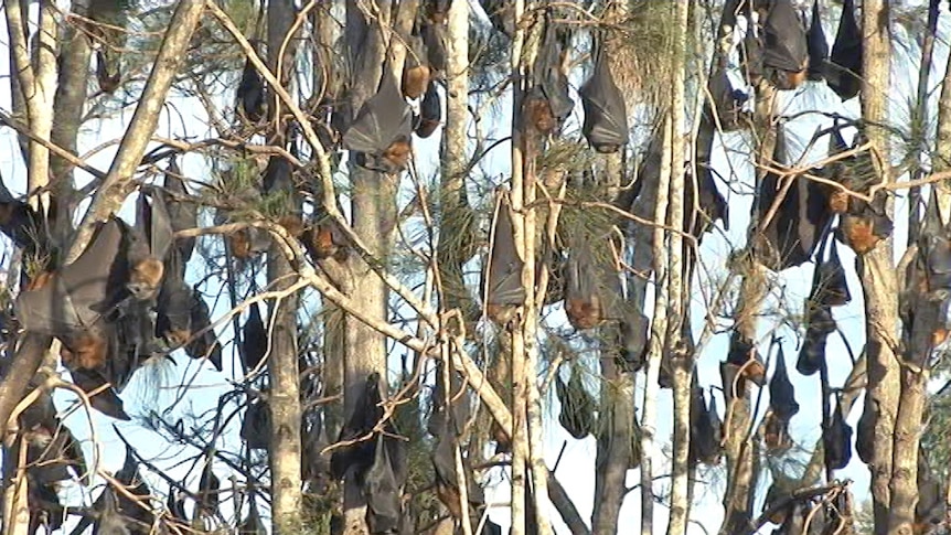 Grey headed flying fox colony at Batemans Bay