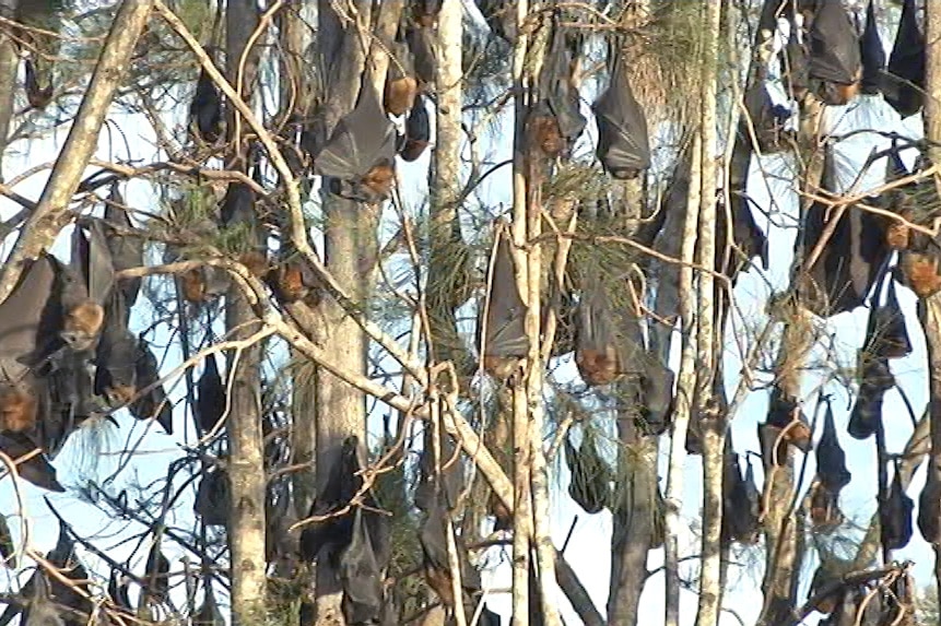 Colonia de zorros voladores de cabeza gris en Batemans Bay