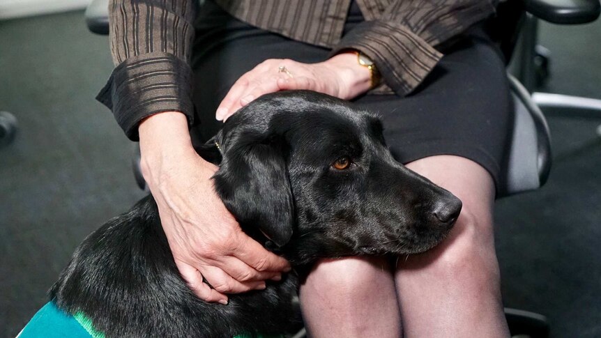 Court dogs helping victims and witnesses get through the stressful