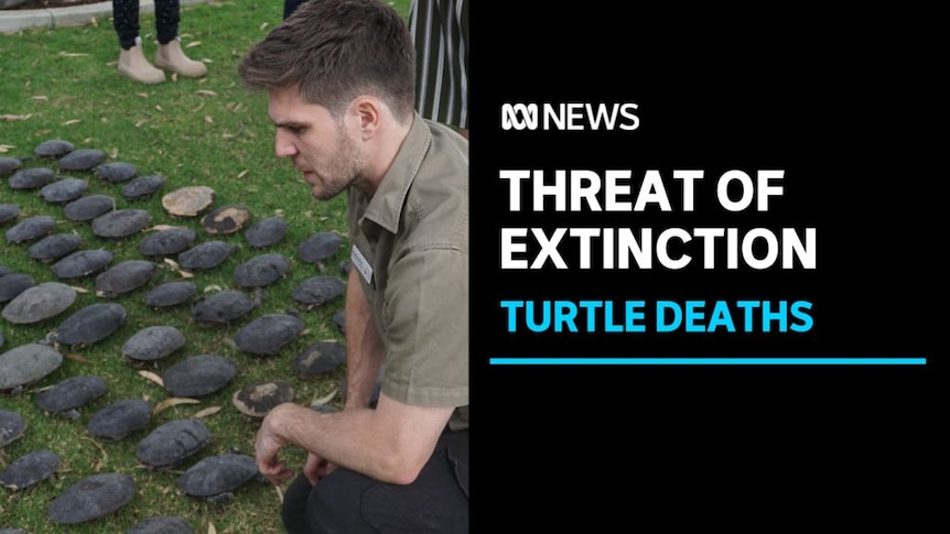 Threat of Extinction, Turtle Deaths: A man kneels on one knee next to rows of turtle shells.