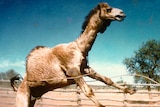 A photos from the 1980s shows a large camel with a lasso around it jumping.