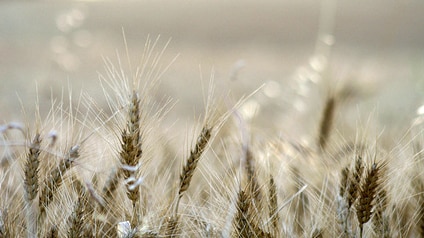 Gene found to protect global wheat crops from rust