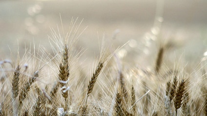 A close up photograph of wheat.