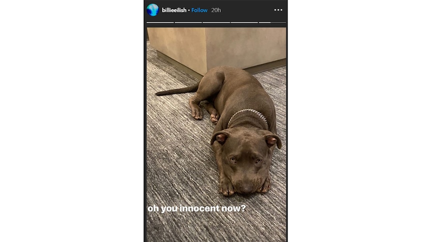 A photo of Billie Eilish's dog from Instagram Stories with caption "oh you innocent now"