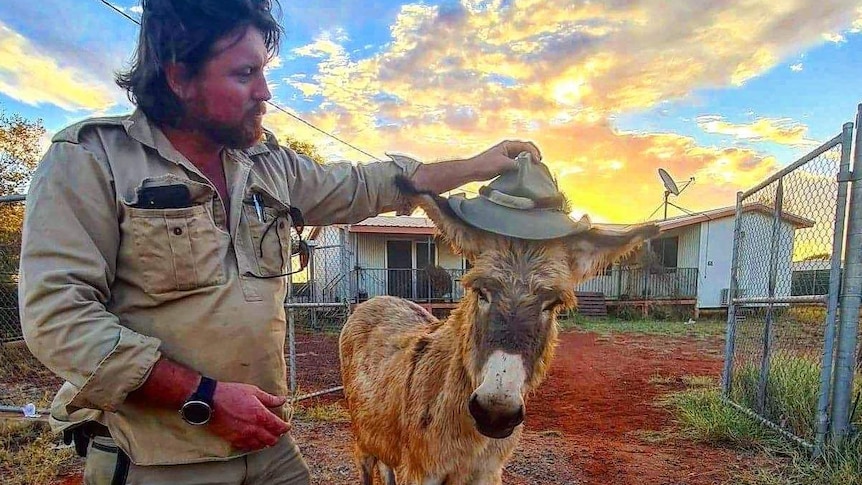 A man in dirt soaked shirt places his hat on a non-plussed mini donkey.