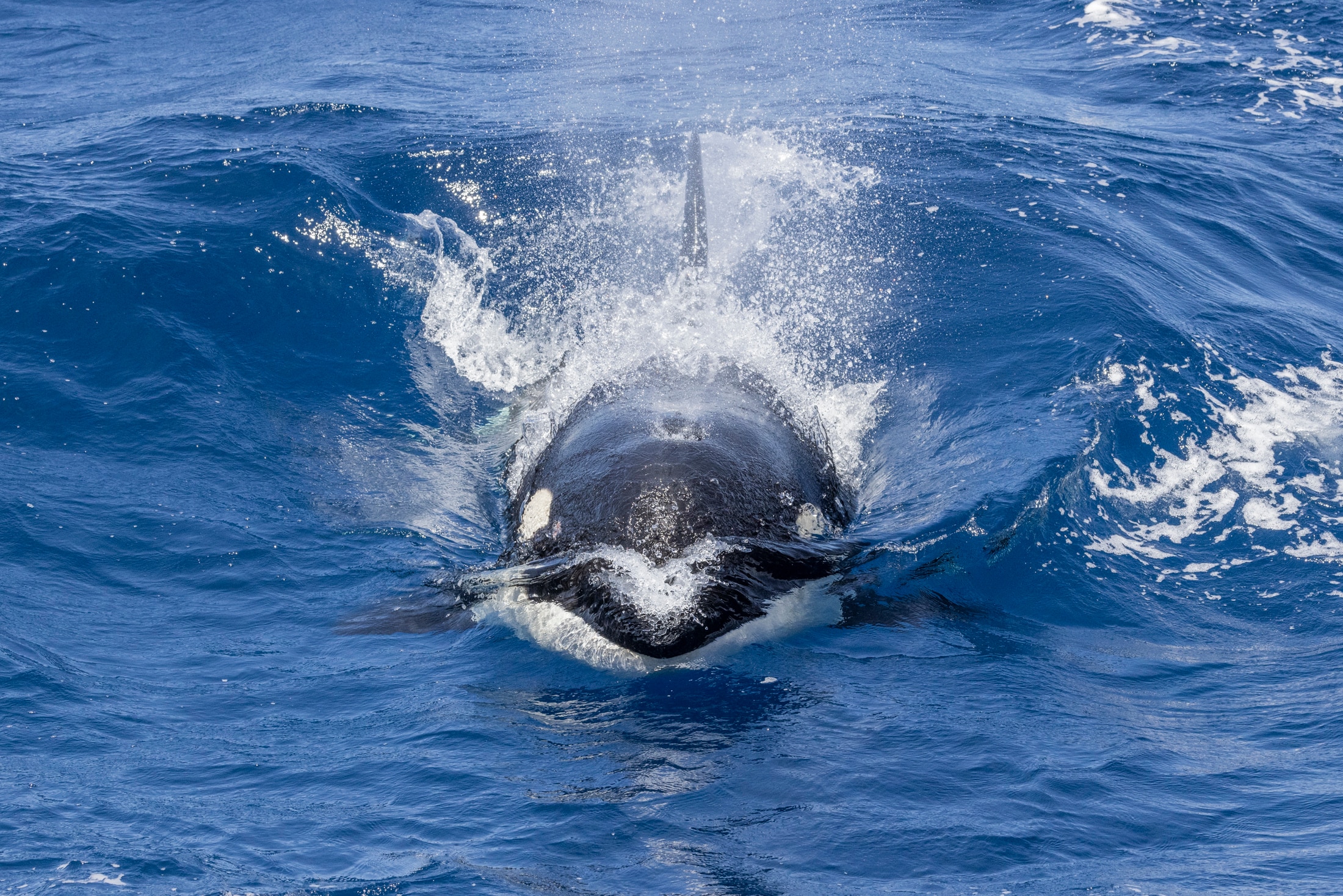 a killer whale in the water