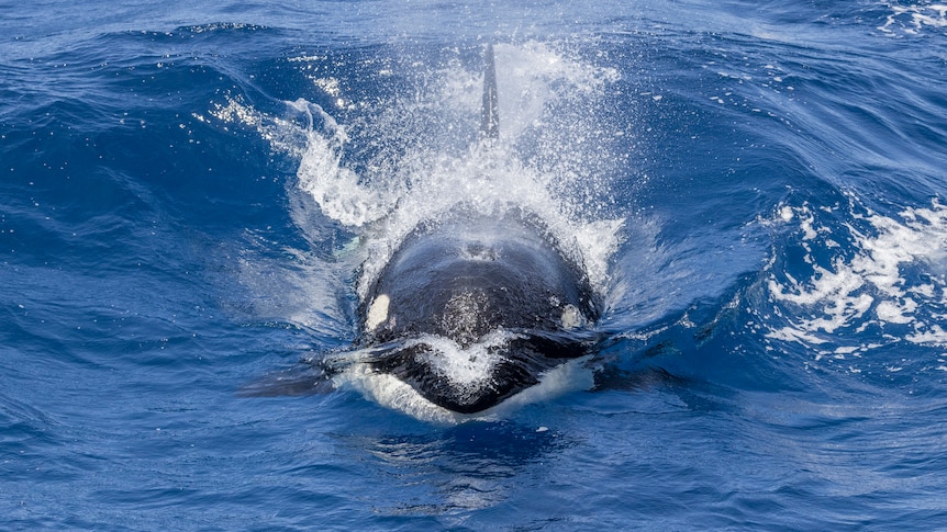 a killer whale in the water