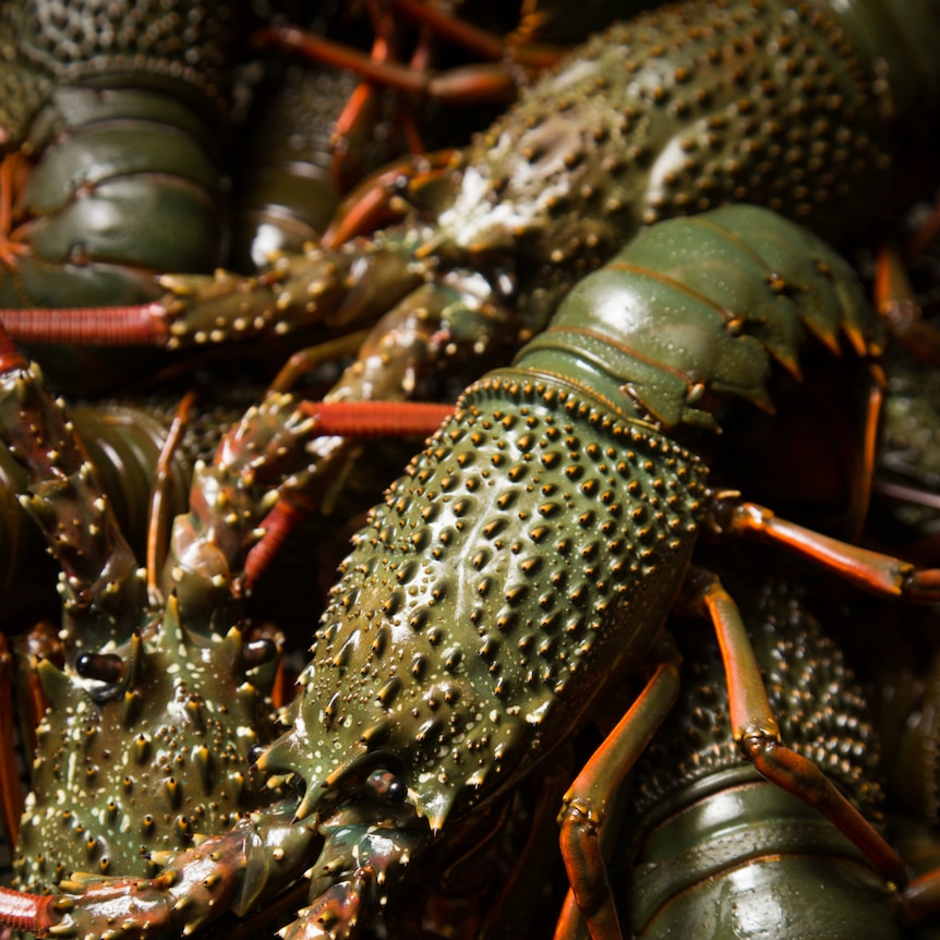 Close-up of Eastern Rock lobsters.