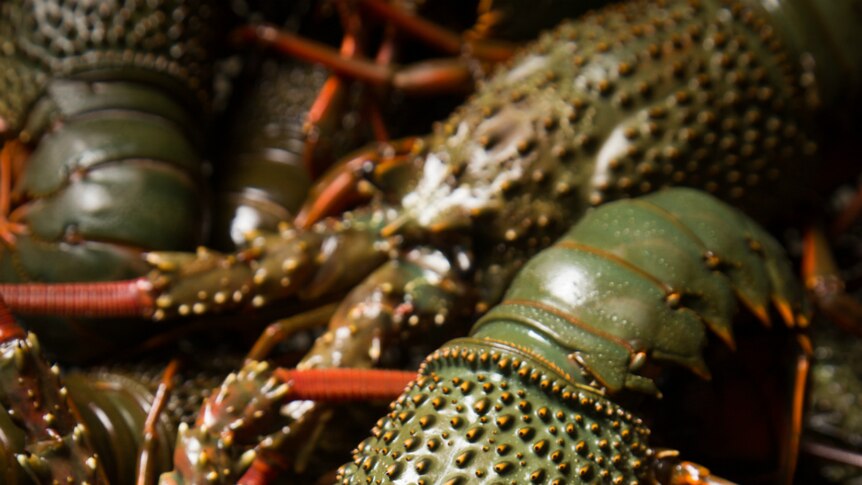 Close-up of Eastern Rock lobsters.