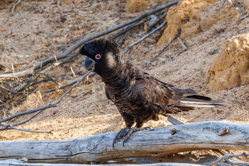 A black cockatoo stands on a branch on the ground