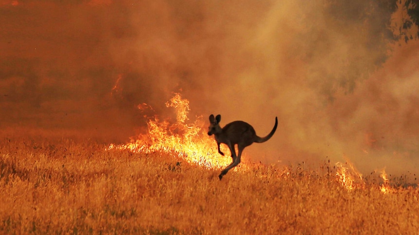A kangaroo jumping away from bushfire.
