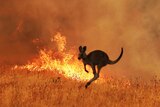 A kangaroo jumping away from bushfire.