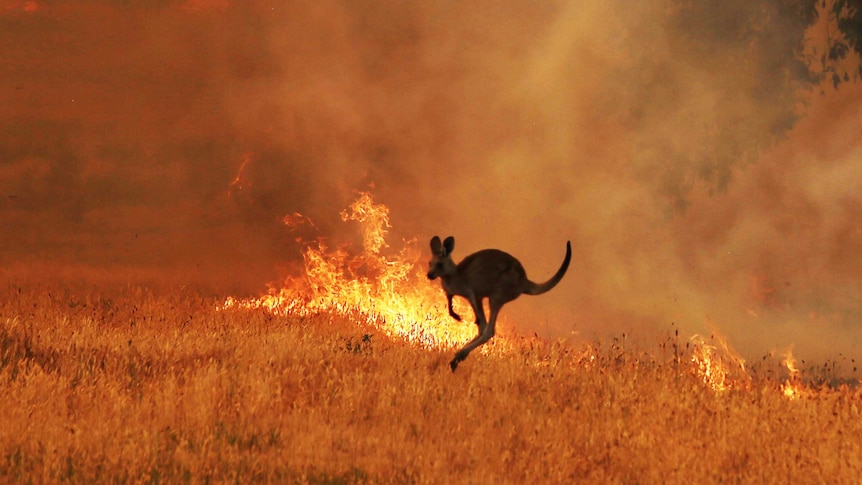 Kangaroo running from bushfire