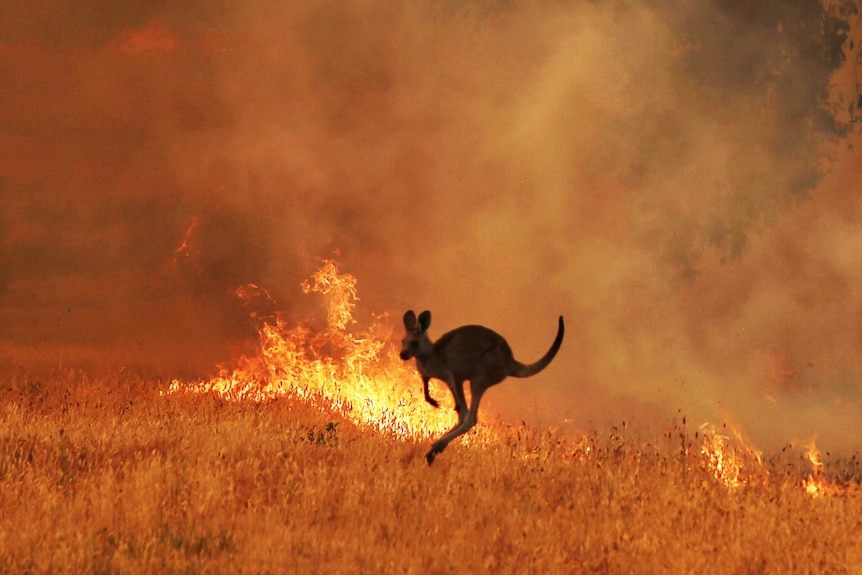 A kangaroo jumping away from bushfire.