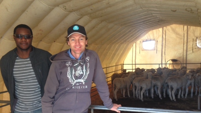 Two men stand in front of mob of sheep in an inflatable tunnel.