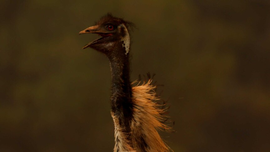 Close up of fleeing emu