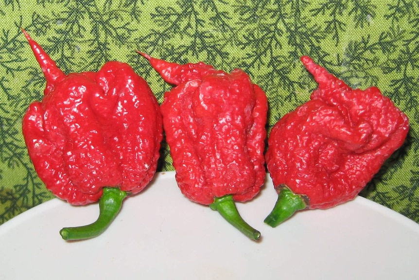 Carolina Reaper chillies.