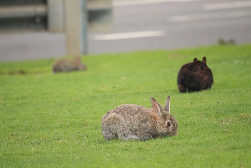 Rabbits sit on grass on the side of a road