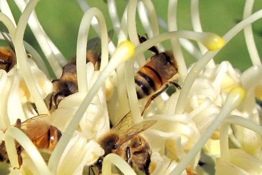 Bees crawl all over a grevillea bloom in Rowville