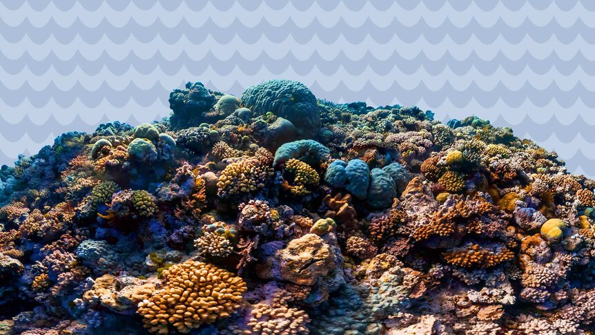 Various coral in the Great Barrier Reef