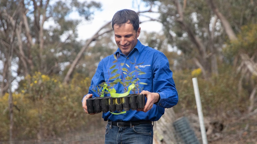 A man in a blue long sleeve t-shirt carries a tray of eucalptus seedlings