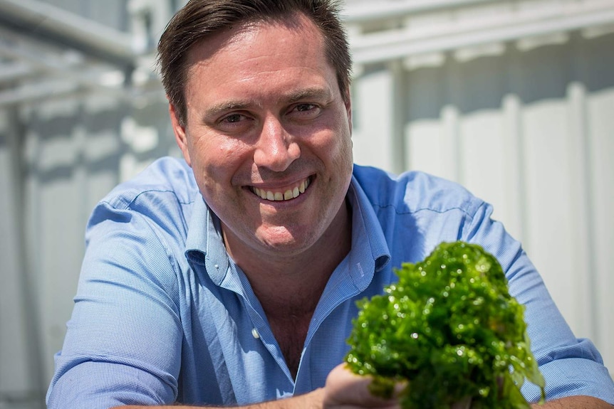 Aquaculture researcher Nicholas Paul holding seaweed.