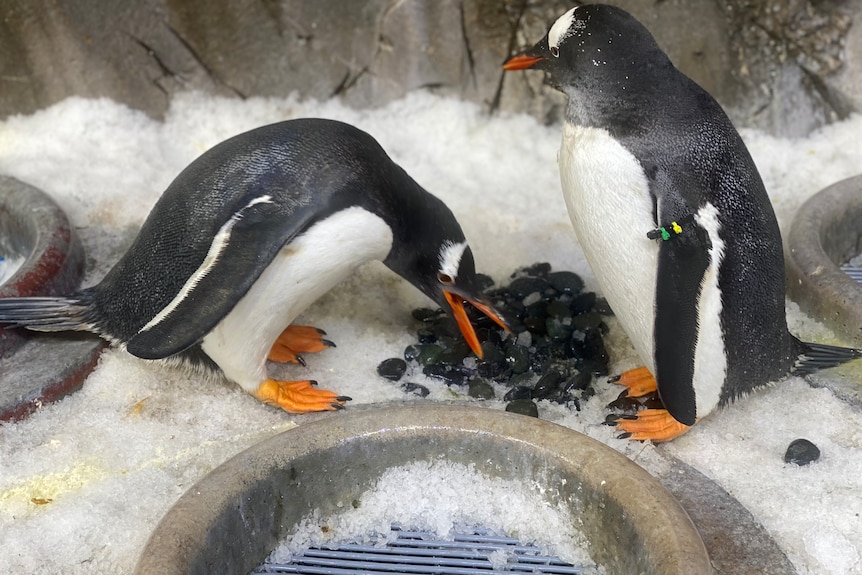 Two male penguins near rocks.