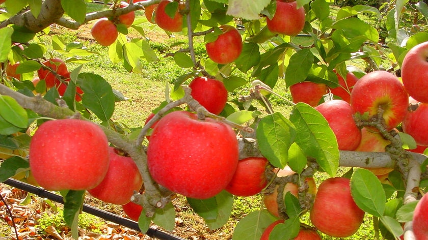 Western Dawn apple 2