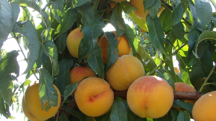 Peaches grown in the Goulburn Valley