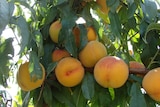 Goulburn Valley peaches