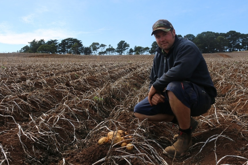 Victorian potato farmers can't find a market for brushed potatoes