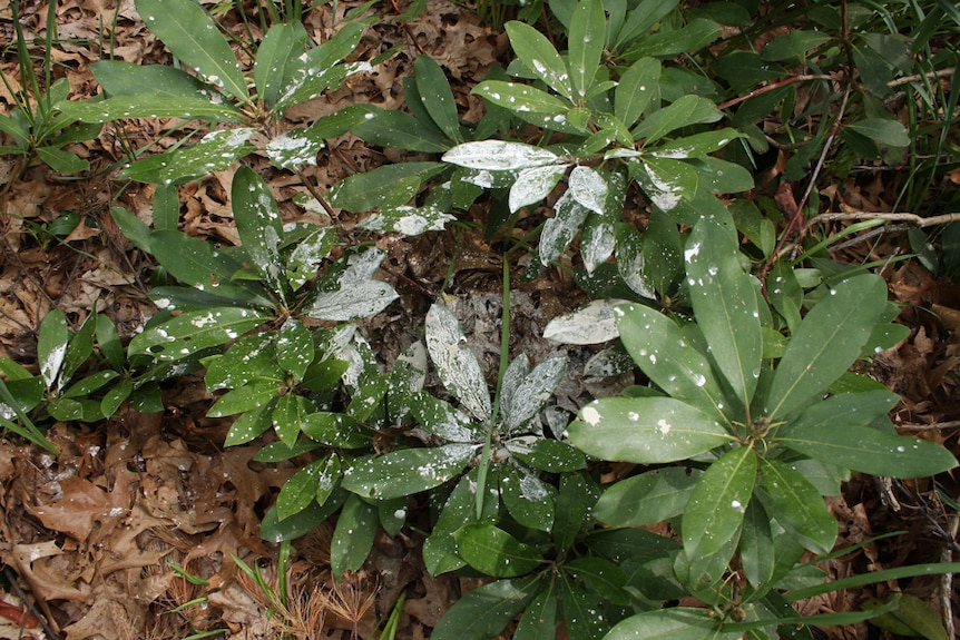 Owl poo - whitewash