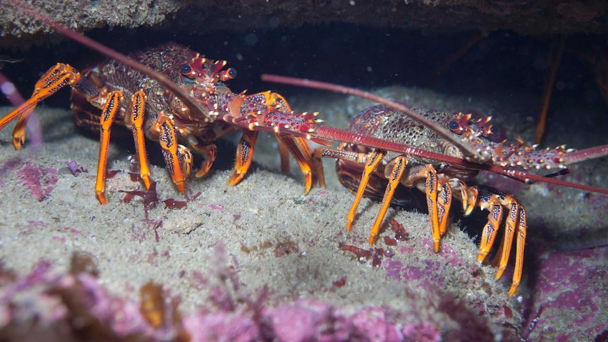 A pair of crayfish