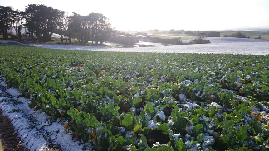 Cauliflowers growing in a paddock covered in snow in Forth, north-west Tasmania
