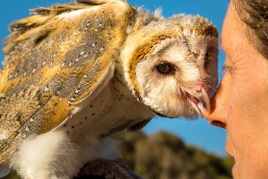 A barn owl uses its beak to gently grabs the nose of the woman who raised the bird.
