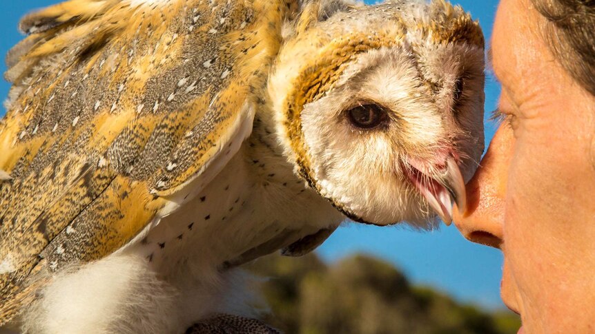 A barn owl uses its beak to gently grabs the nose of the woman who raised the bird.