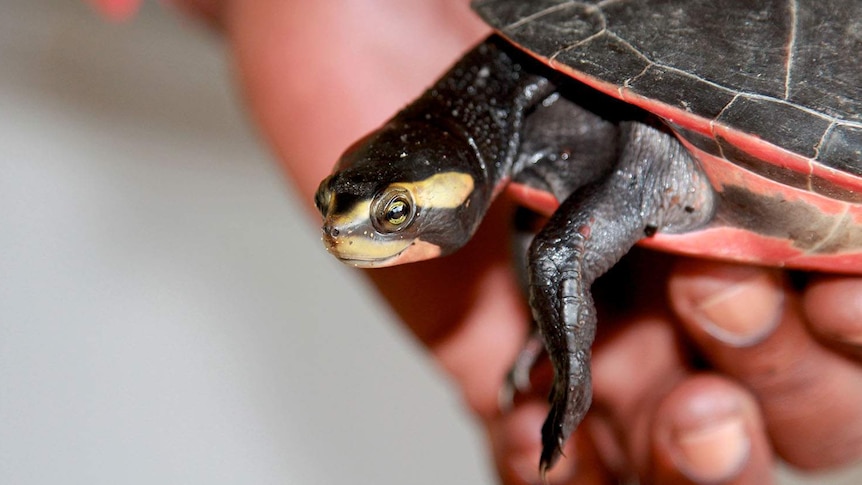 Jardine River Turtle or painted turtle