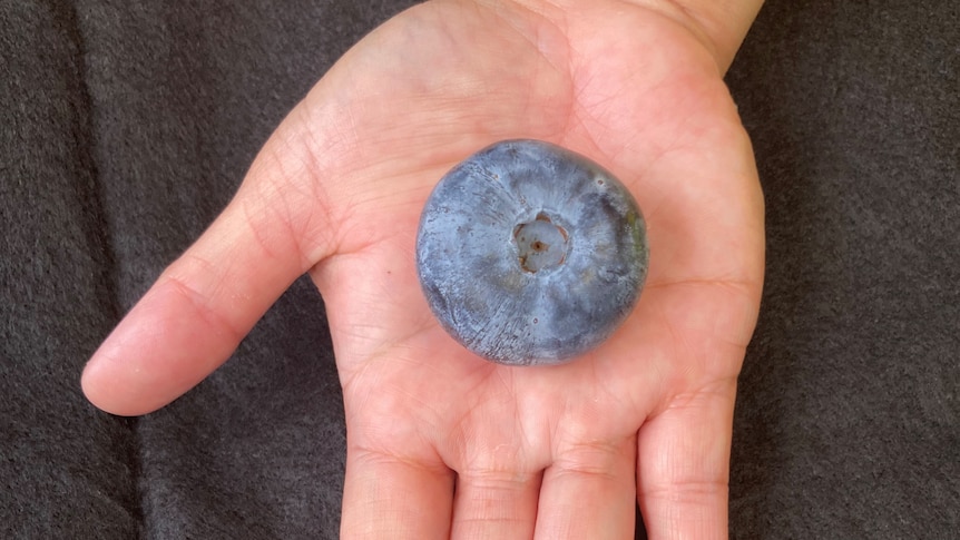 world's heaviest blueberry balanced on human hand