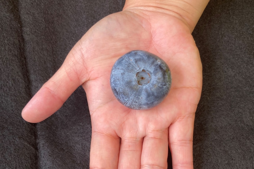 world's heaviest blueberry balanced on human hand