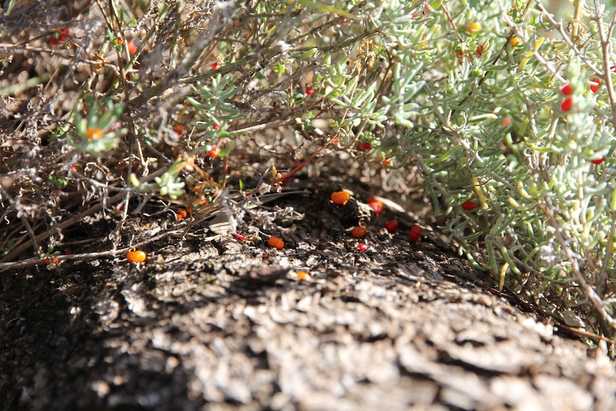 Brightly-coloured seeds growing on a shrub in bushland.