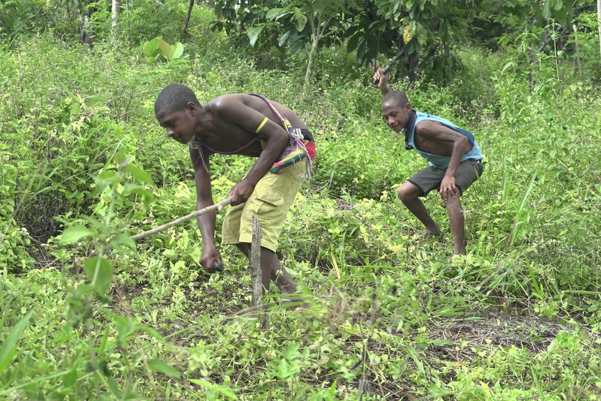 Two Tumam boys clear land for farming
