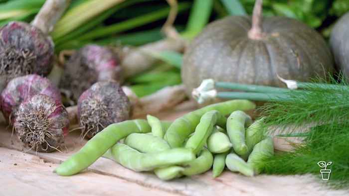 Selection of home-grown vegetables on a table