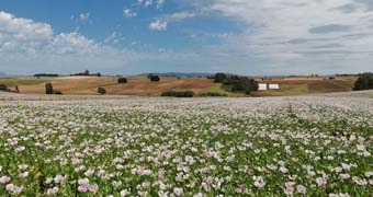 Tasmanian poppy field.