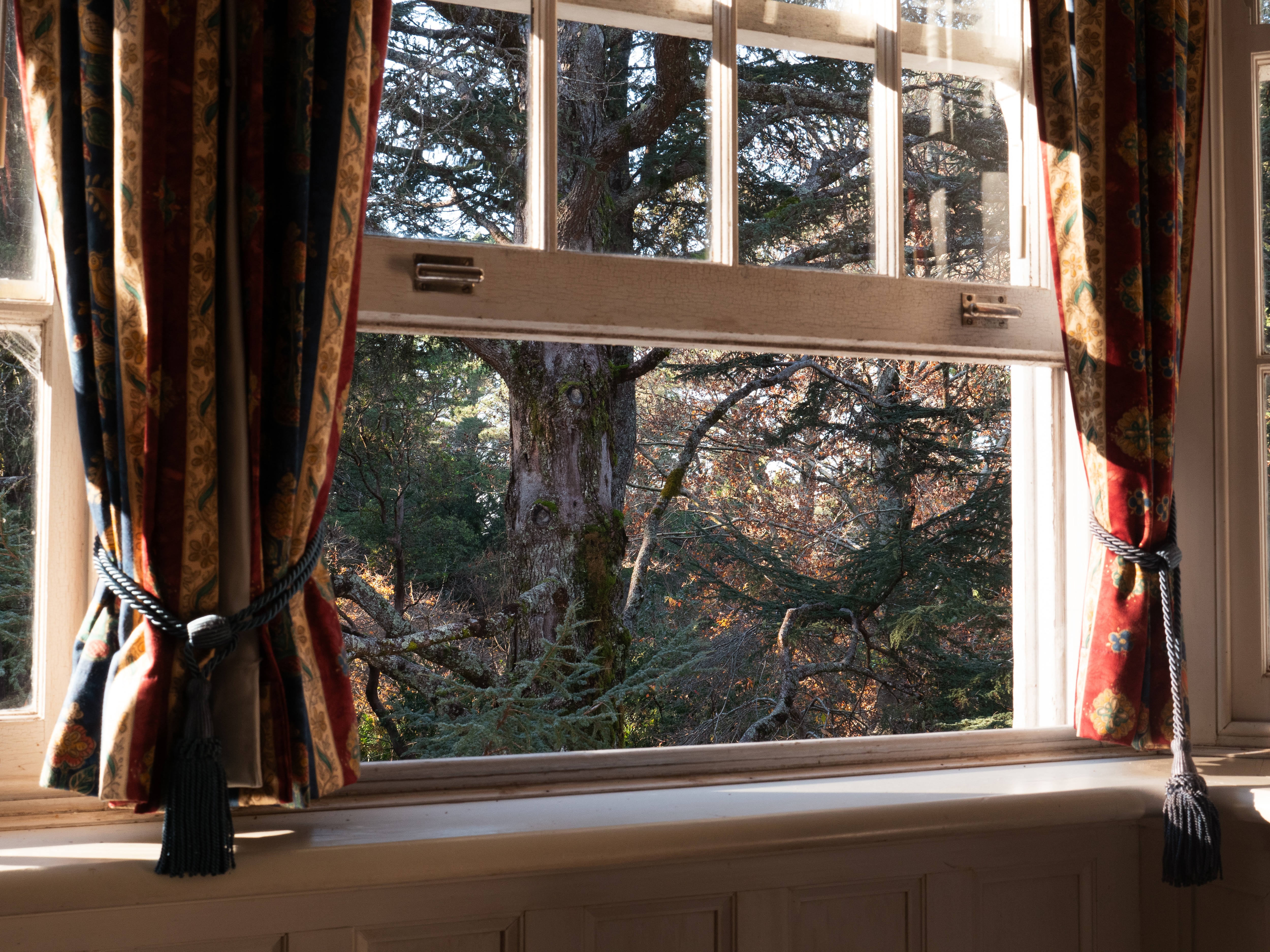 Looking through a window to a tree.