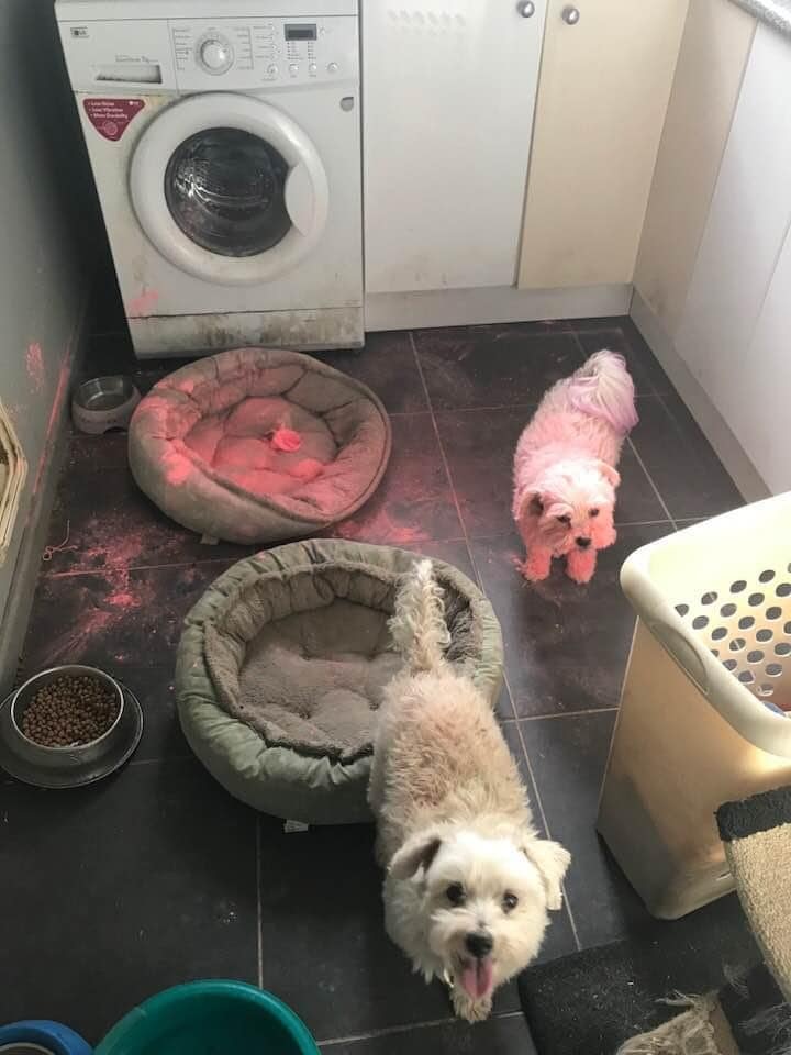 two small dogs stand in a laundry, one has been coloured pink after discovering chalk powder