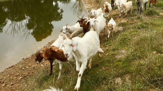 A group of goats walking beside a dam.