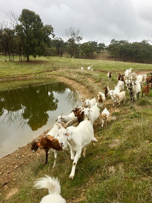 A group of goats walking beside a dam.